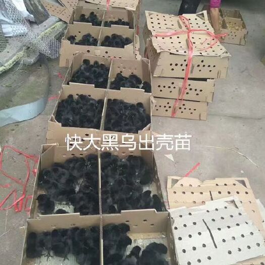 简阳市黑鸡苗 快大黑乌  成年公鸡八斤左右