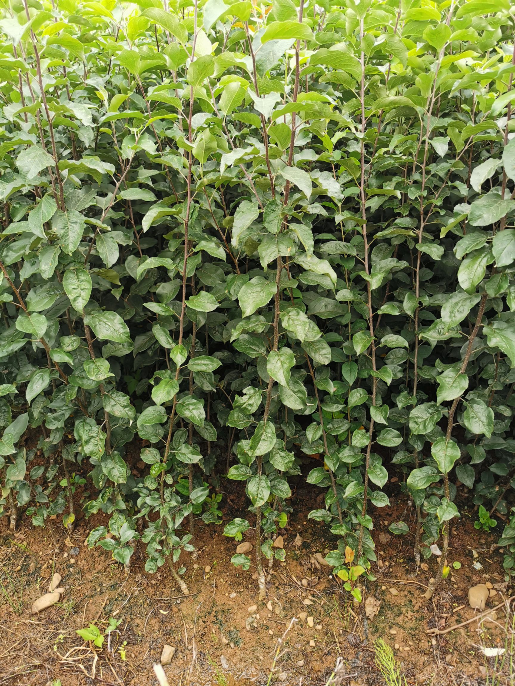 嘎啦苹果苗  马龙早熟苹果苗，嘎啦系列早熟苹果苗，基地直供