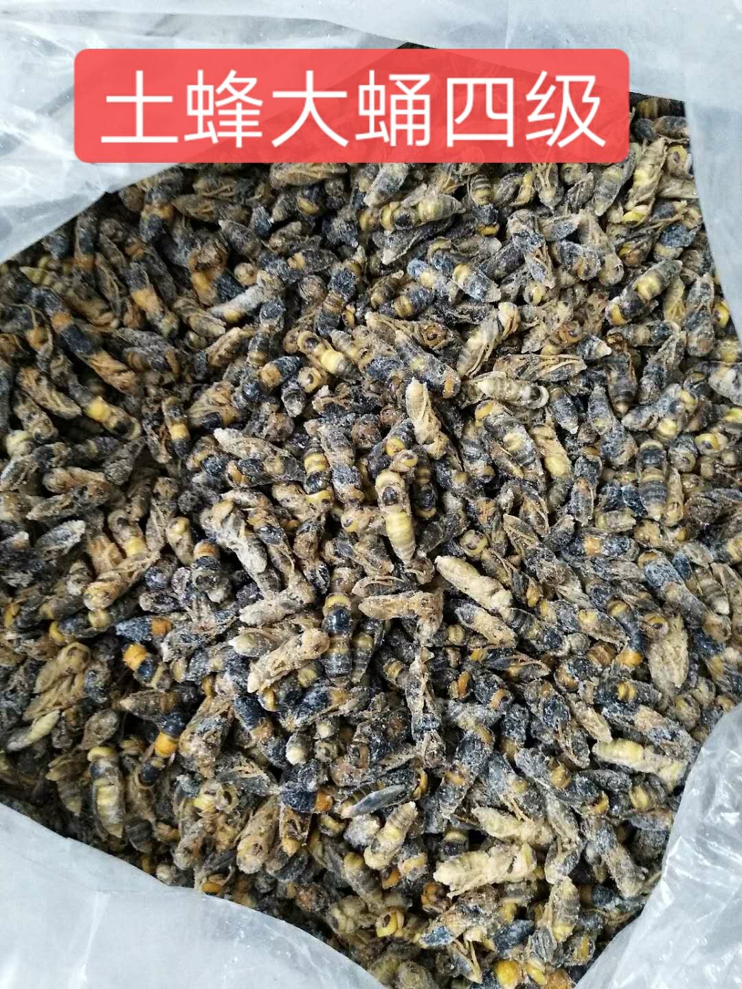 土蜂蛹  熟冻金环土蜂大蛹一二级混合 无冰精品金环蜂蛹 虎头蜂蛹