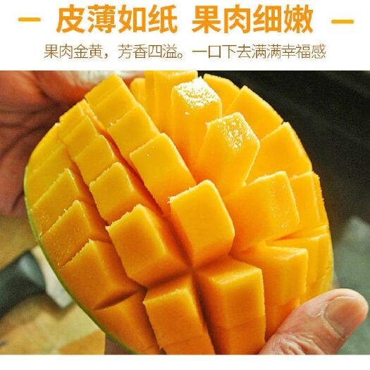 玉龙县凯特芒  四川攀枝花果3/5/10斤整箱新鲜水果青芒批发