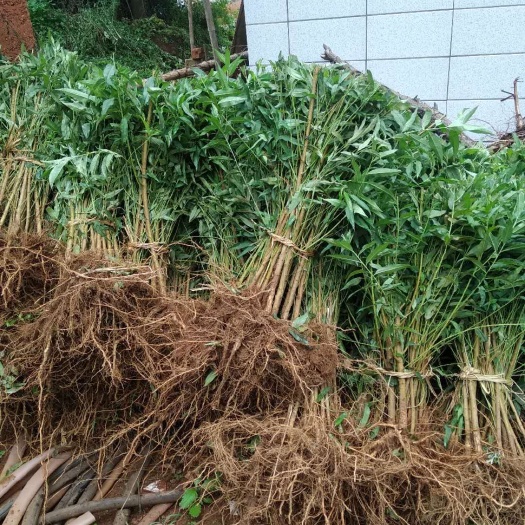云南毛桃苗主产区，精品毛桃苗，根须发达，成活率高，占地嫁接首