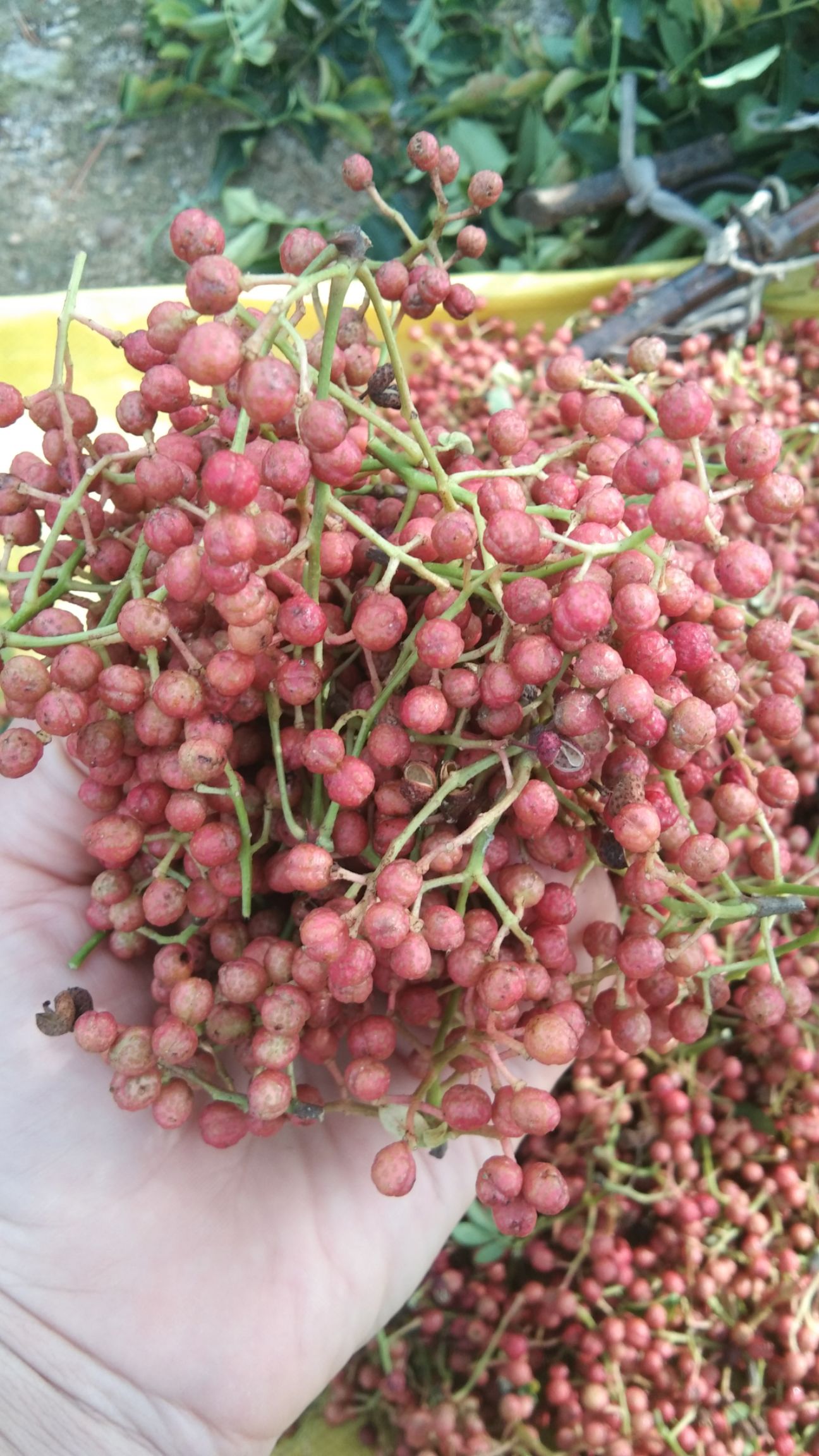 紅花椒山區新鮮花椒上市顏色鮮豔花椒味濃郁飯店醬料廠