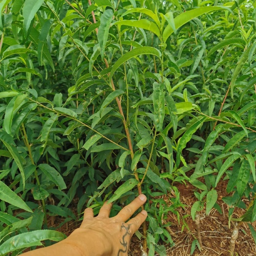 鹰嘴蜜桃苗，保证品种质量，开远鹰嘴蜜桃苗基地直供
