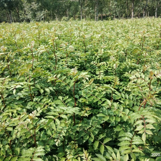赞皇县无刺花椒苗  自家种植，秋季大量出售，没有代收费。