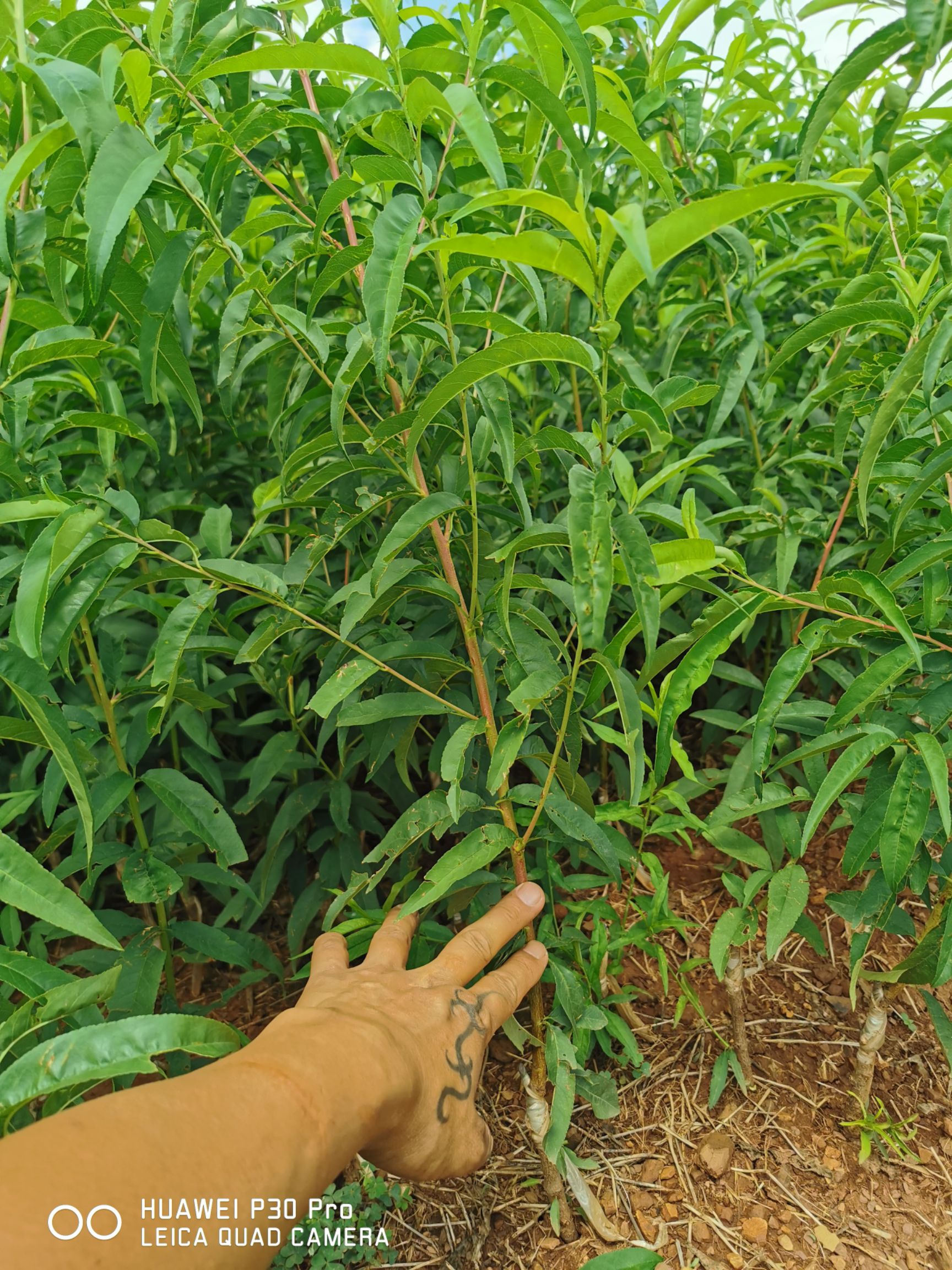 云南冬桃苗基地直供，中华2号冬桃苗产地批发