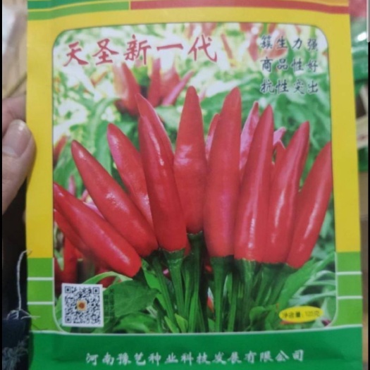 郑州 朝天椒种子(天圣新一代)簇生能力强，产量高，抗性突出！