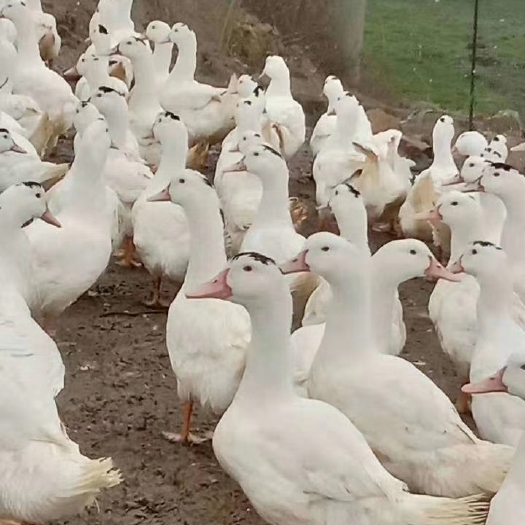 惠州肉鸭苗  一点头M18 包打疫苗 包技术指导孵化厂直销【惠州最好鸭苗】