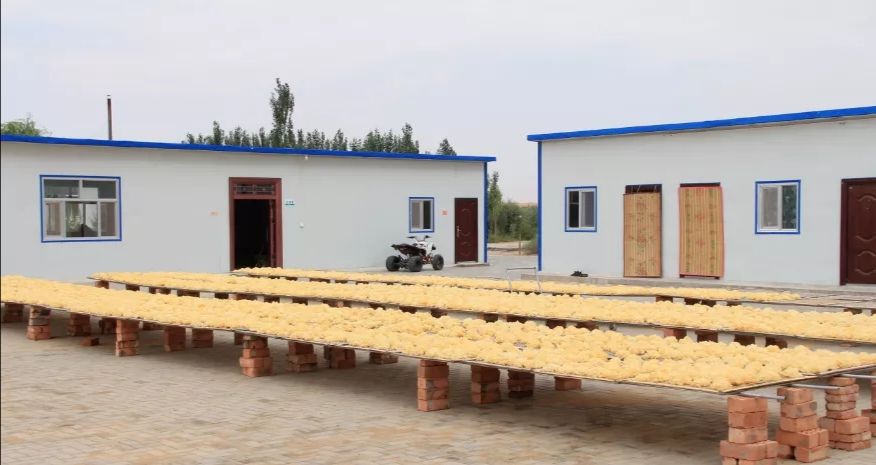 椴木银耳 沙漠银耳 产地阿拉善 利用自然地理环境自然晒干 