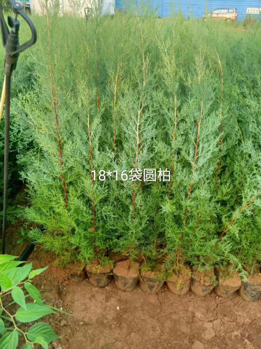 圆柏苗，滇柏苗基地批发，大小规格都有，根须发达