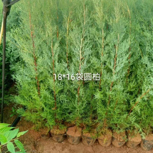 曲靖圆柏苗，滇柏苗基地批发，大小规格都有，根须发达