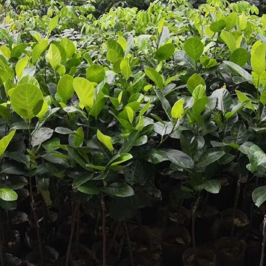 普宁市马来2号菠萝蜜苗  菠萝蜜嫁接苗，