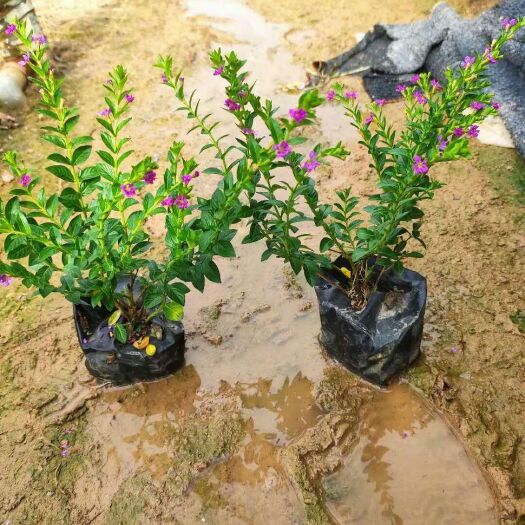 漳浦县孔雀草 孔雀梅七斤袋五斤袋一手货源大量供应欢迎来选购