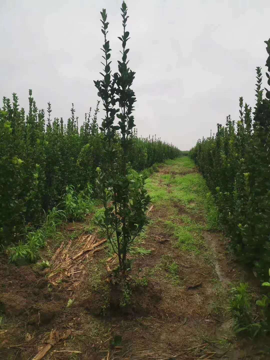 北海道黄杨 山东青州北海道种植基地