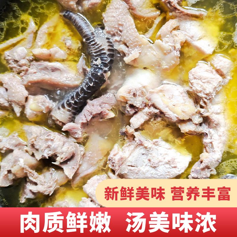 土鸡  老母鸡