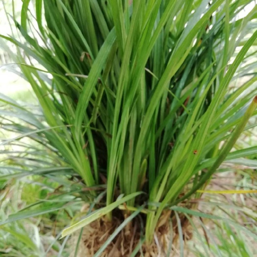 泰安麦冬草