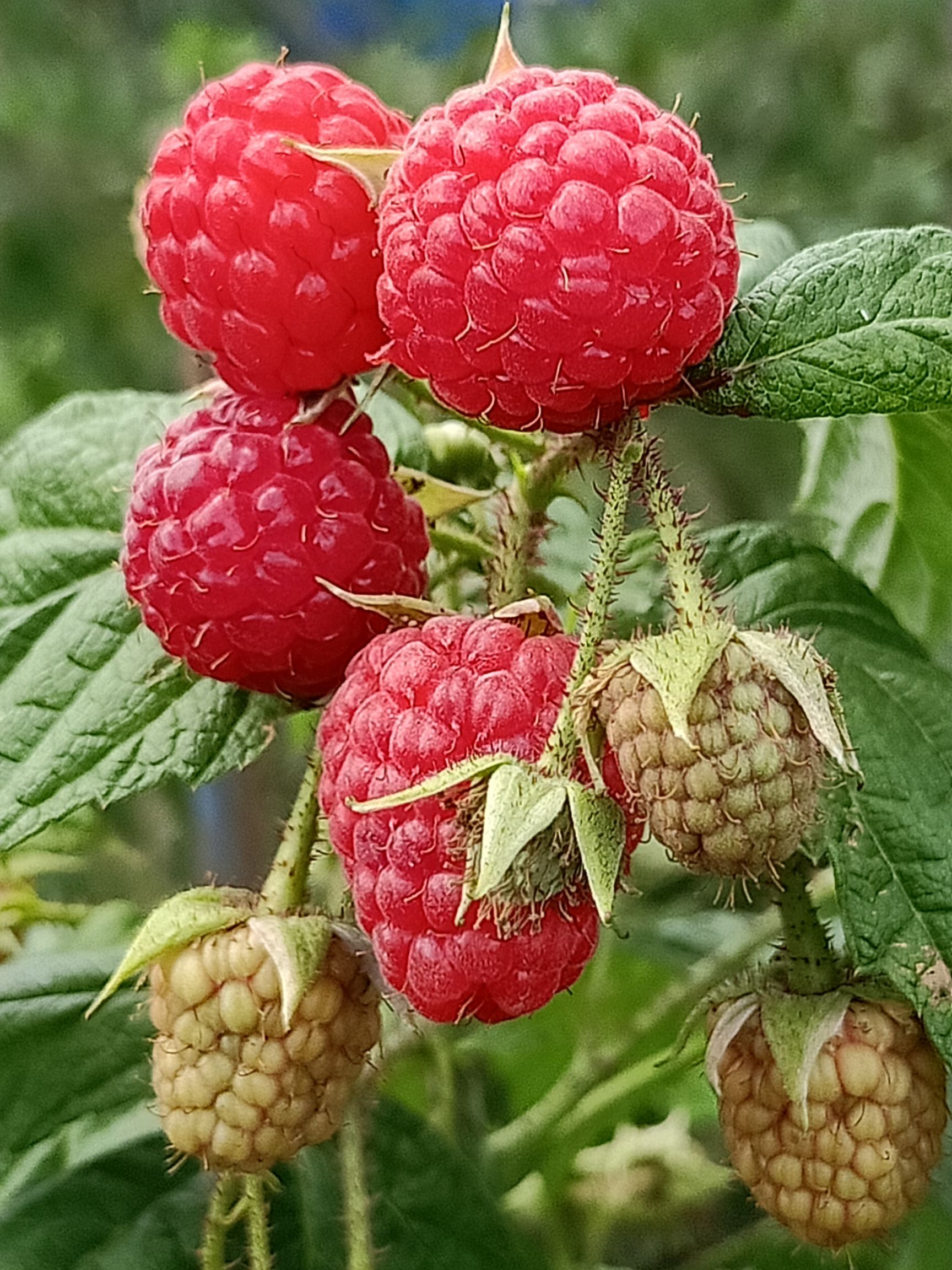 树莓苗，双季树莓苗，树莓种苗适合南北方大面积发展