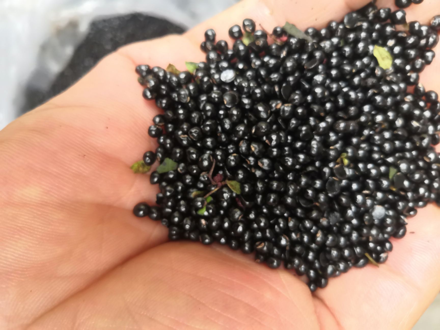 饼肥  花椒米米：育苗，饲料，提炼，有机肥级料