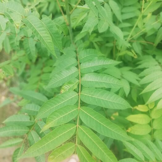 泰安 香椿苗大量出售，可现场看苗，品种齐全，