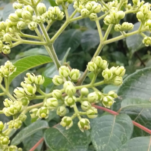缙云县中药材赤芍
