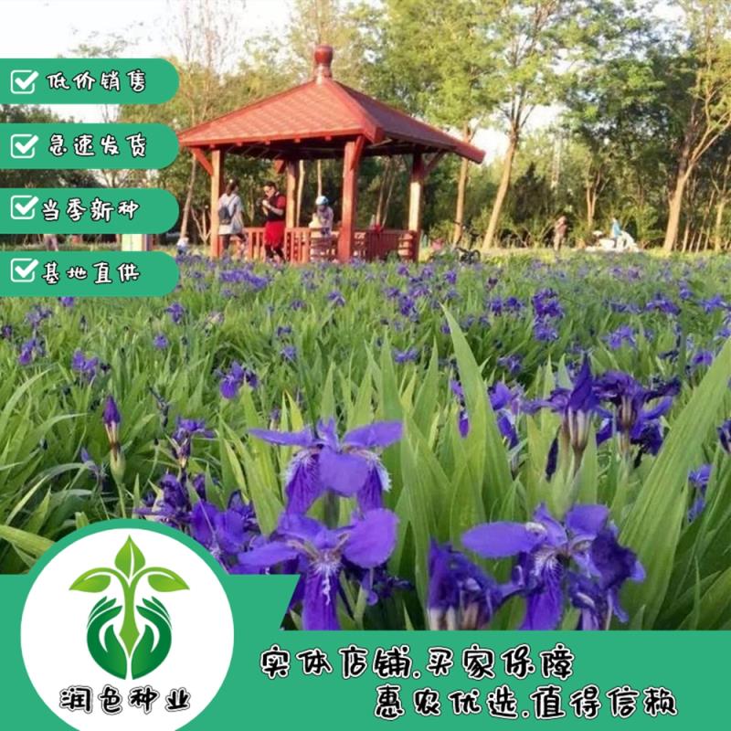 武汉多年生室外易宿根花草蓝花鸢尾种子耐湿道路河边公园绿化植物