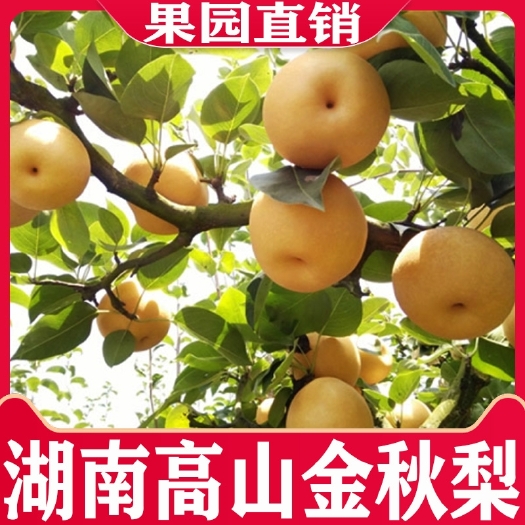 洪江市 金秋梨，怀化特色水果，梨王