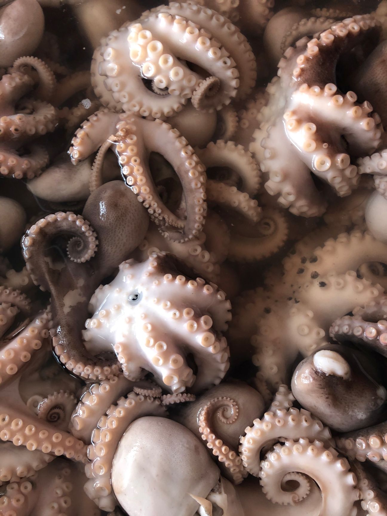 熟冻小八爪 爆头八爪鱼 迷你小八爪鱼 冷冻整只短腿大爆头