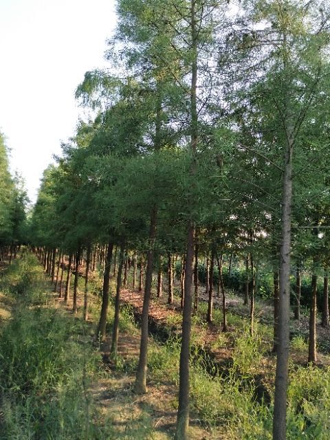 桐乡市 大量出售:池杉:落羽杉、墨西哥落羽杉、水杉、中山杉、黄山栾树