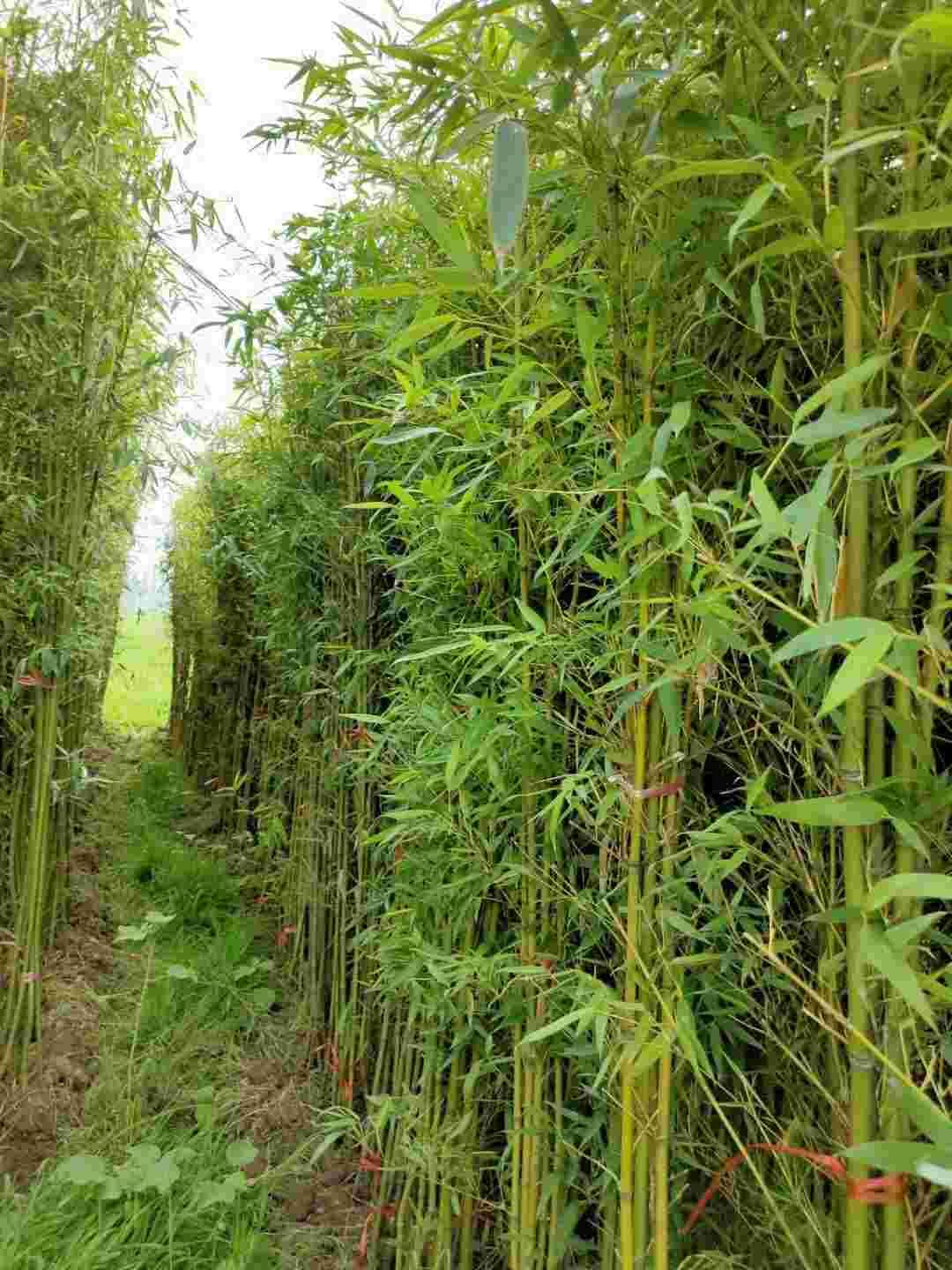 青皮竹苗  青竹苗 青竹  淡竹 早园竹 大量高品质产地直销质量保证