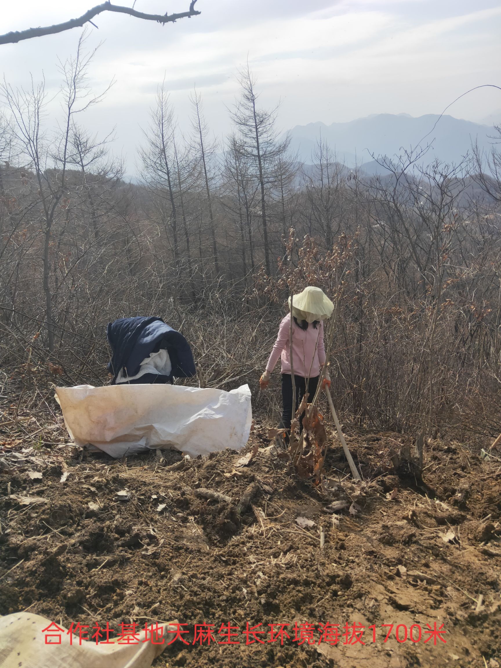 天麻  2020年鲜天麻批发，量大从优