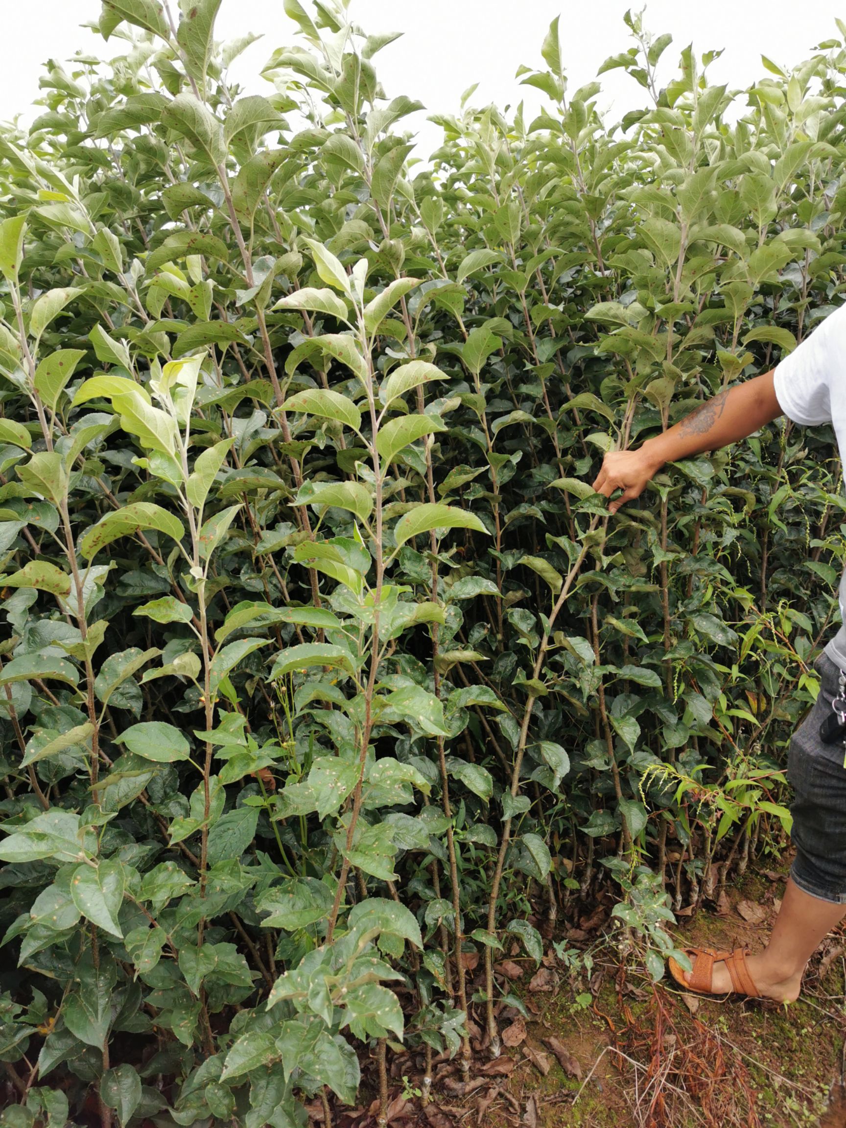 嘎啦苹果苗  马龙早熟苹果苗，嘎啦系列早熟苹果苗，基地直供