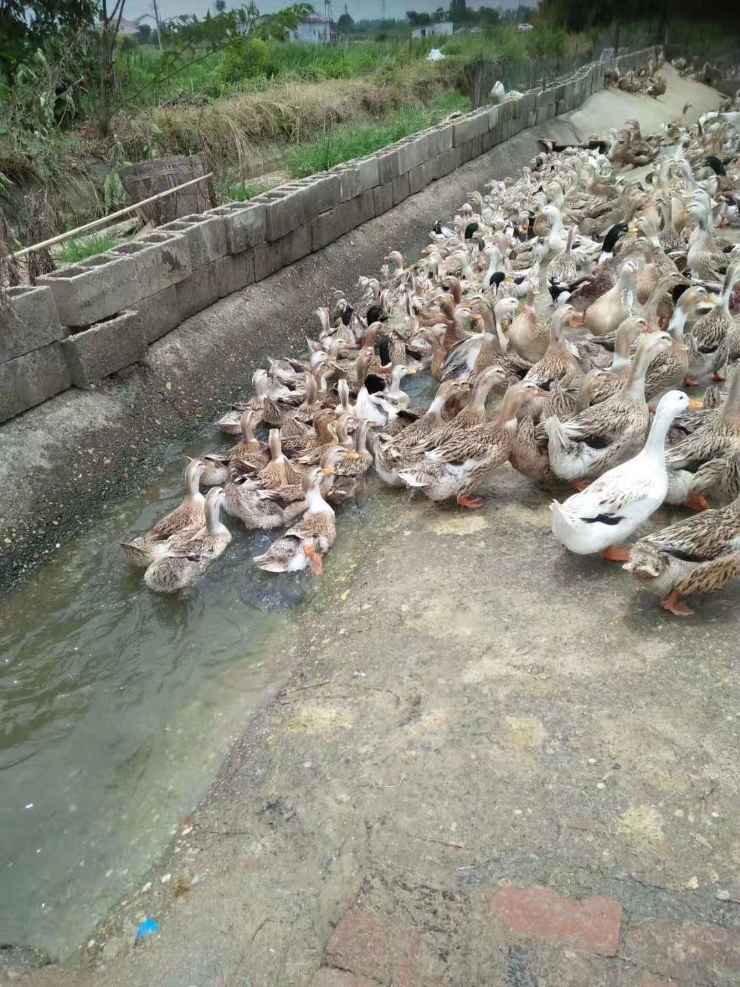 江南 蛋鸭苗  包出厂疫苗包运输包运输成活保质保量