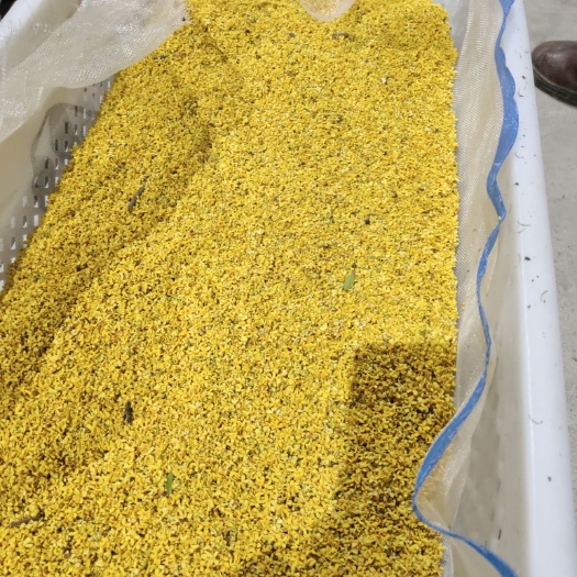 龙胜县 桂花茶，桂花干.桂林产地直销低温真空脱水原色原味桂花茶