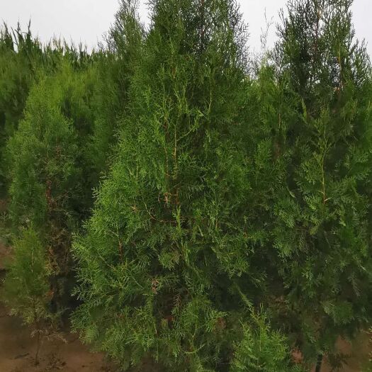 泰安圆枝侧柏 侧柏