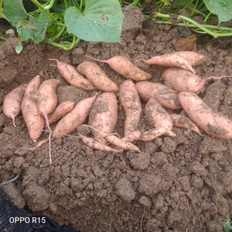 龙薯  大量龙九上市