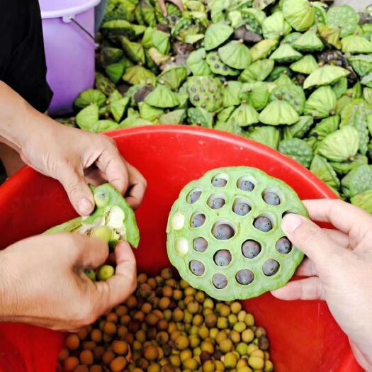 乳源县 （莲子干）纯手工制作剂