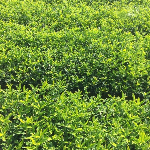 黄玫瑰茶树苗一年生冬插苗福建茶树苗