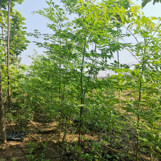 太康县 苦楝树苗苦楝小苗苦楝树