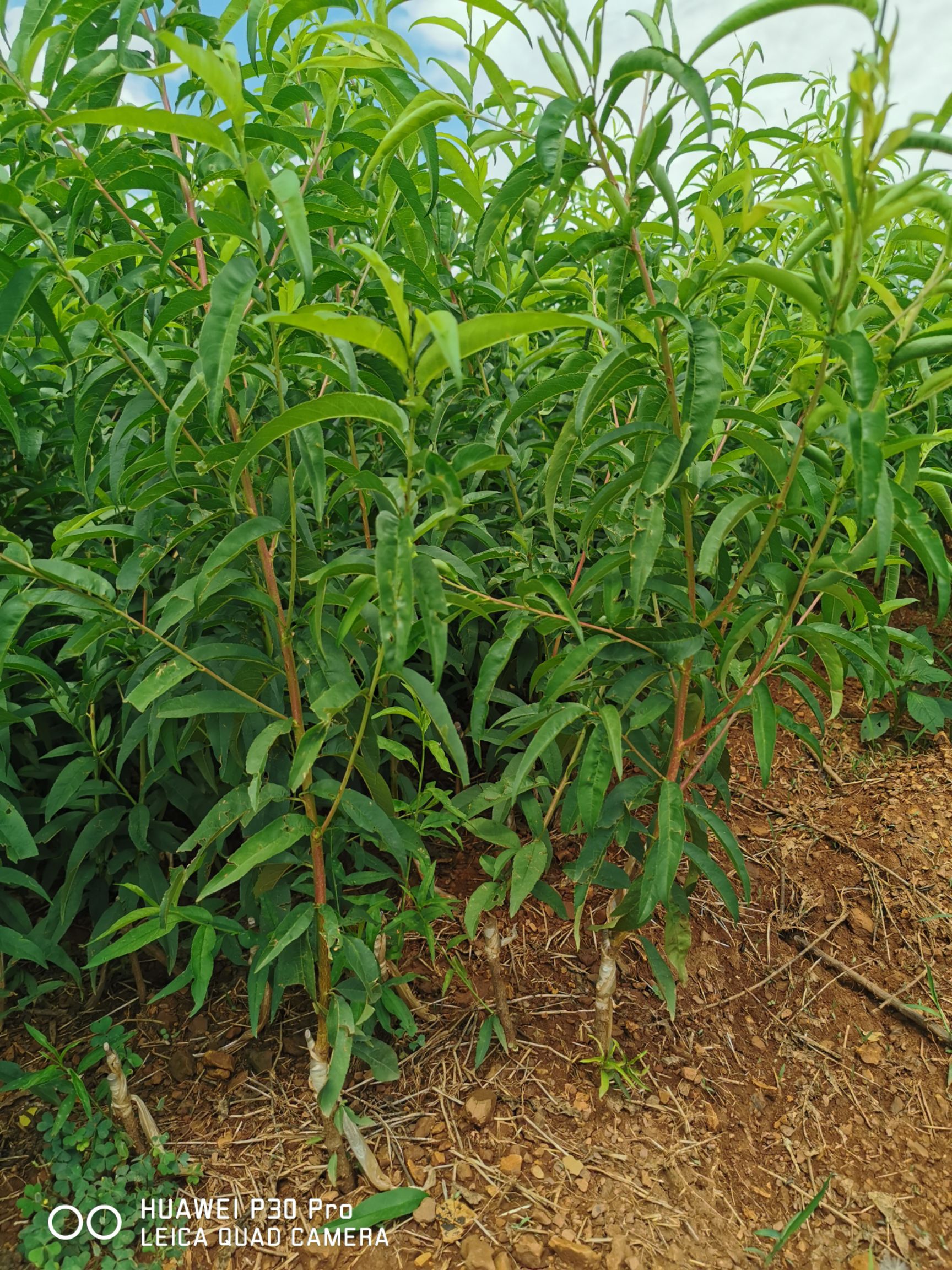 云南冬桃苗基地直供，中华2号冬桃苗产地批发