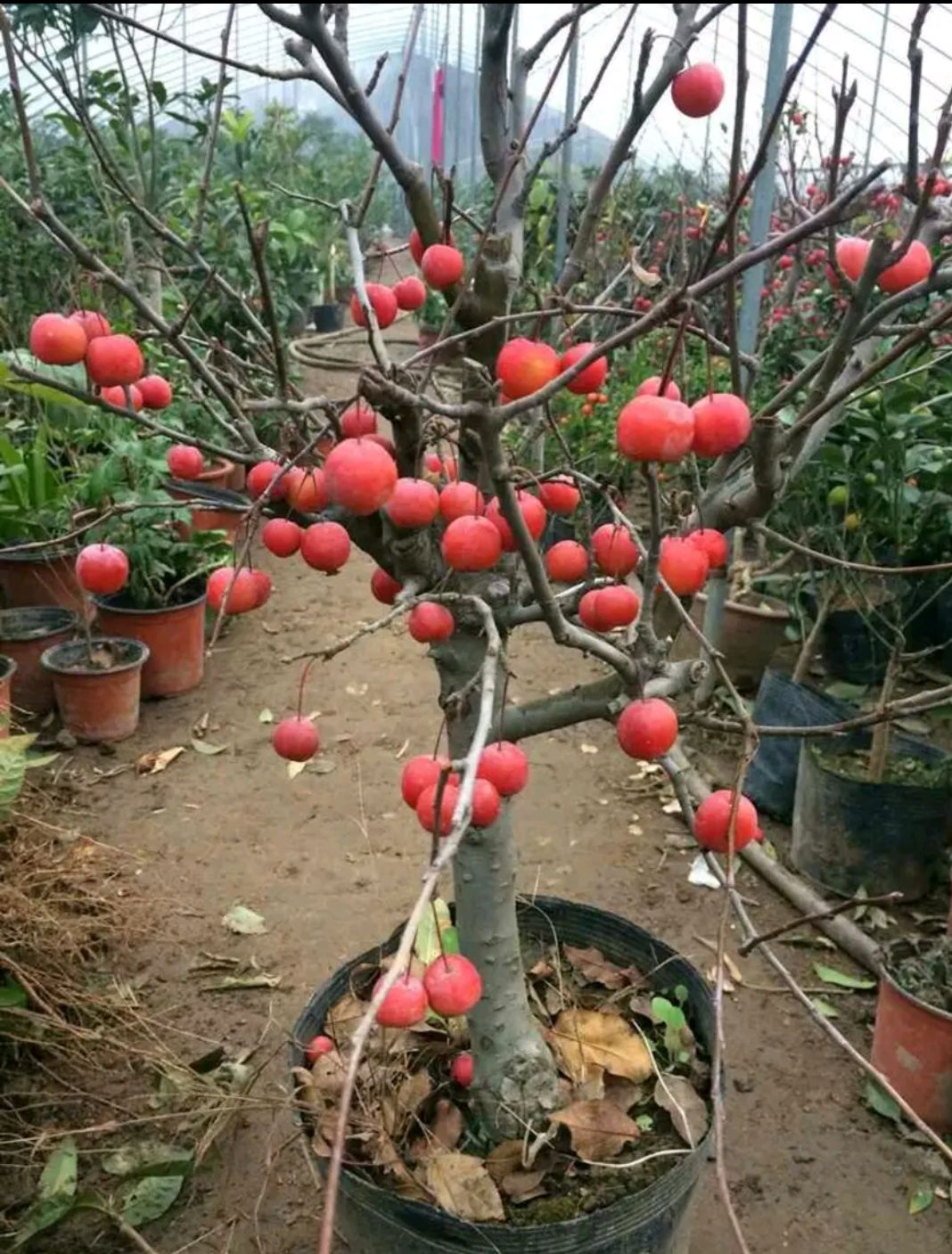 北美海棠  盆栽海棠花:基地直销包邮