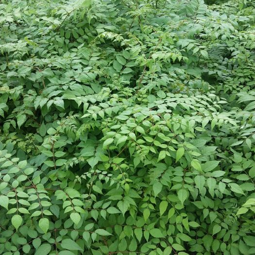 刺嫩芽种苗  刺老芽苗  刺嫩芽苗，绿裤刺嫩芽苗(乌龙头，刺