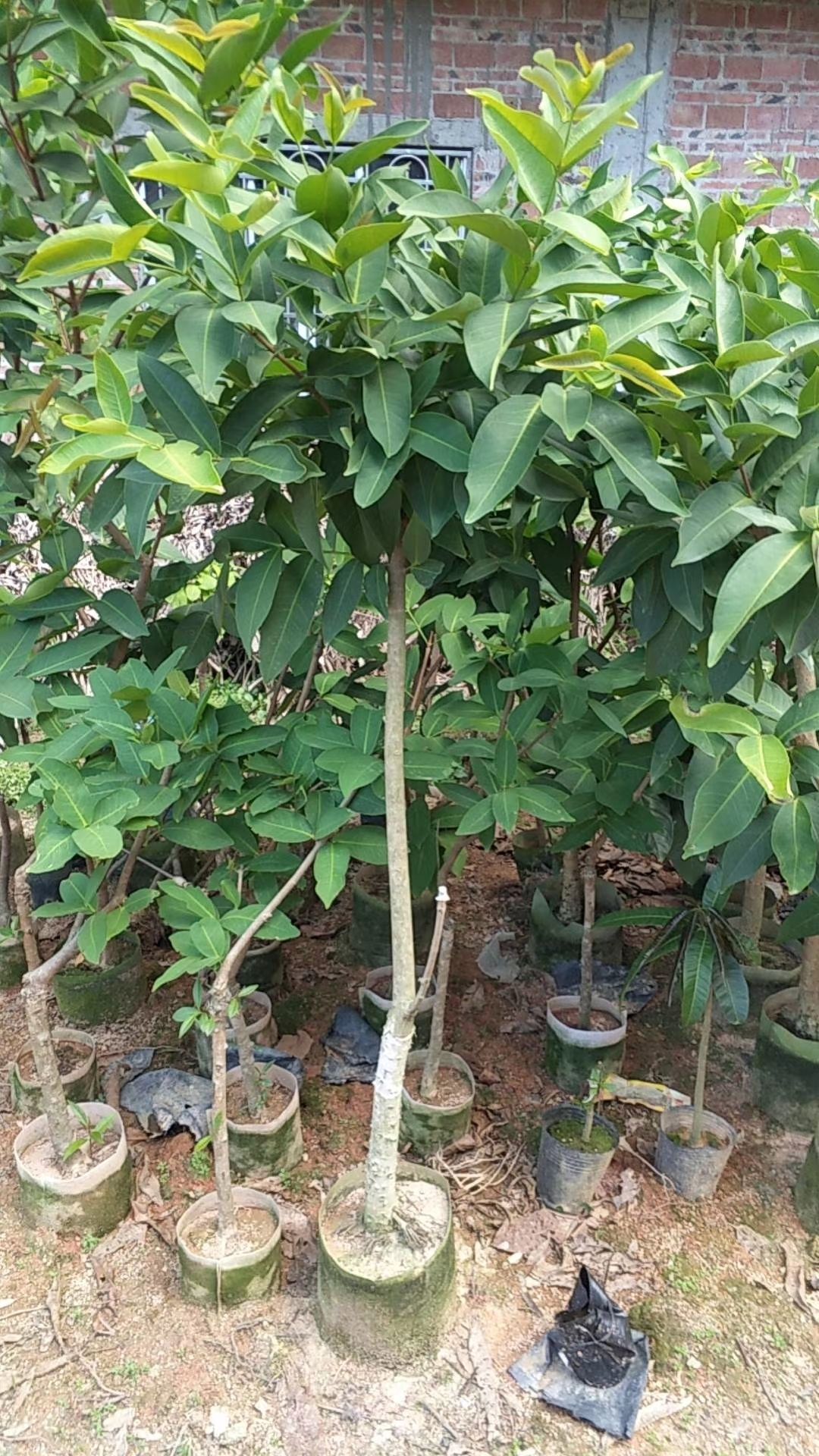 大叶红莲雾苗  大叶红莲雾大苗，3～5公分的都有