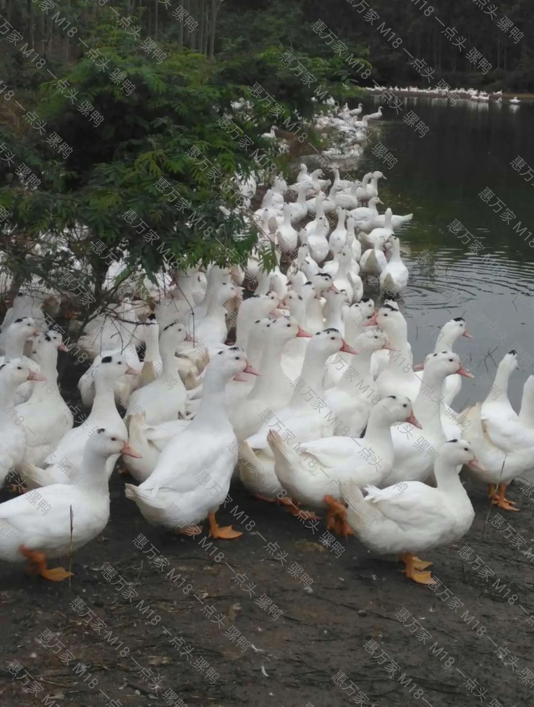 半番鸭苗  骡鸭 一点头（黑）  M18鸭苗  木鸭苗