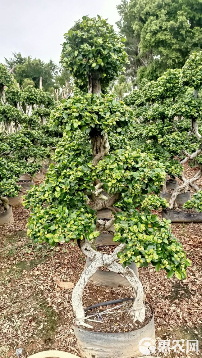 福建8字嫁接造型榕树盆景，福建室内绿植盆栽榕树造型基地直供