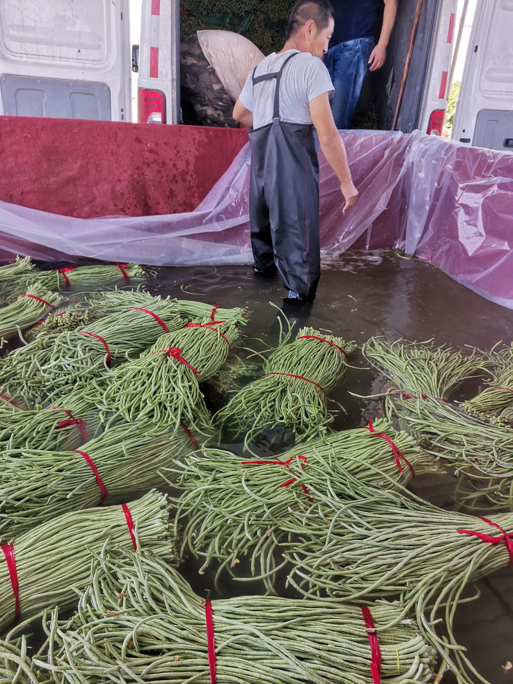 长豇豆 长豆角大量上市了