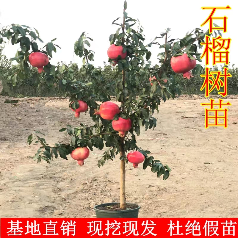 突尼斯软籽石榴树苗  突尼斯软籽黑石榴蒙自石榴树树苗特大果树盆栽地栽庭院当年结果苗