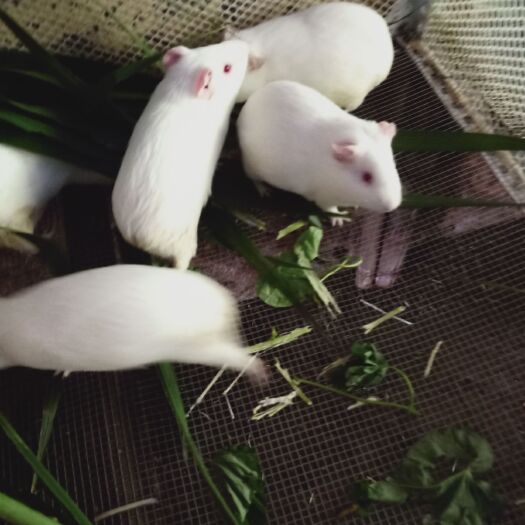 阳江荷兰鼠