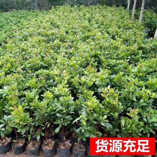 灵山县 神秘果树苗正宗神秘果树苗包邮神秘果苗广西灵山带土带叶发货