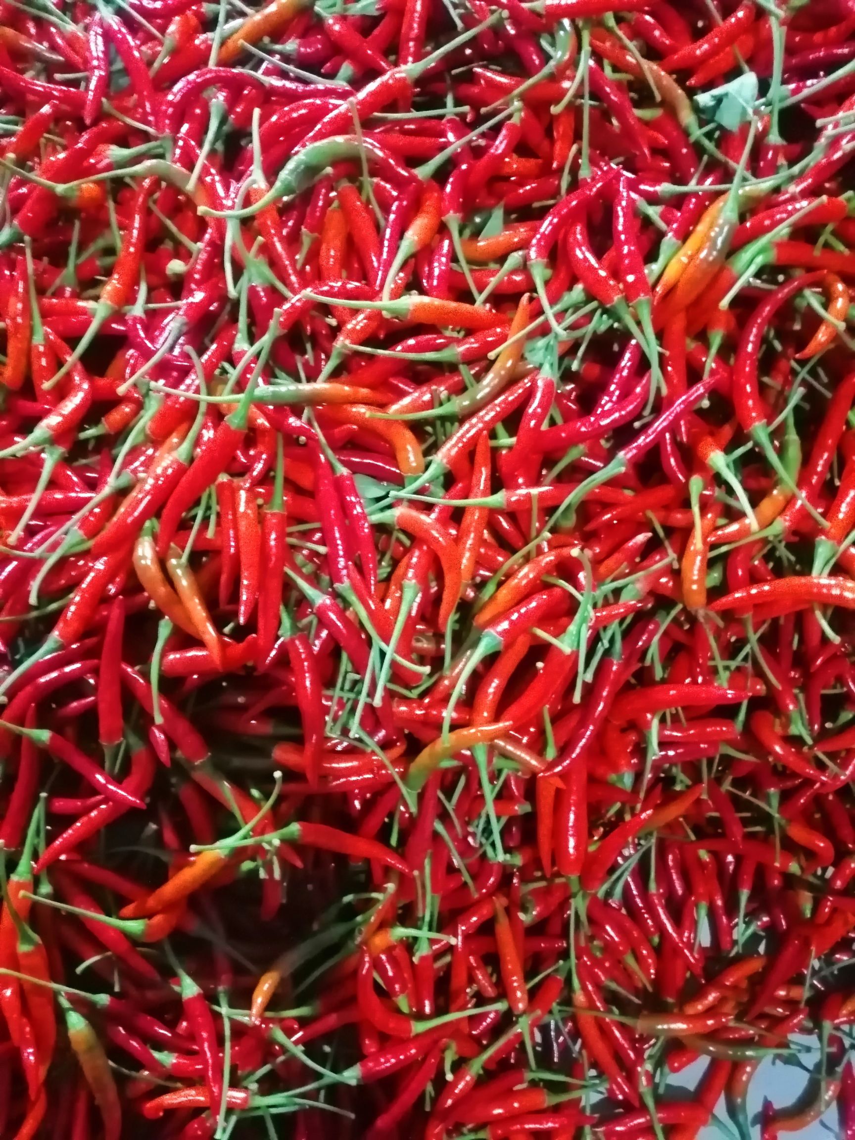 宣威市 精品椒中玉 艳红朝天椒