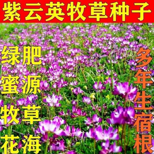 淮安 紫云英种子红花草种子果园养蜂蜜源高产绿肥牧草种子食用野菜种