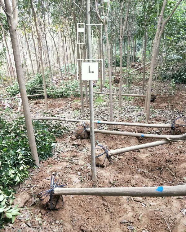 大叶女贞苗大叶女贞工程苗占地苗四季常青南北方种植耐寒耐冻